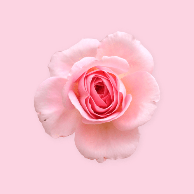 Vini speciali come un fiore